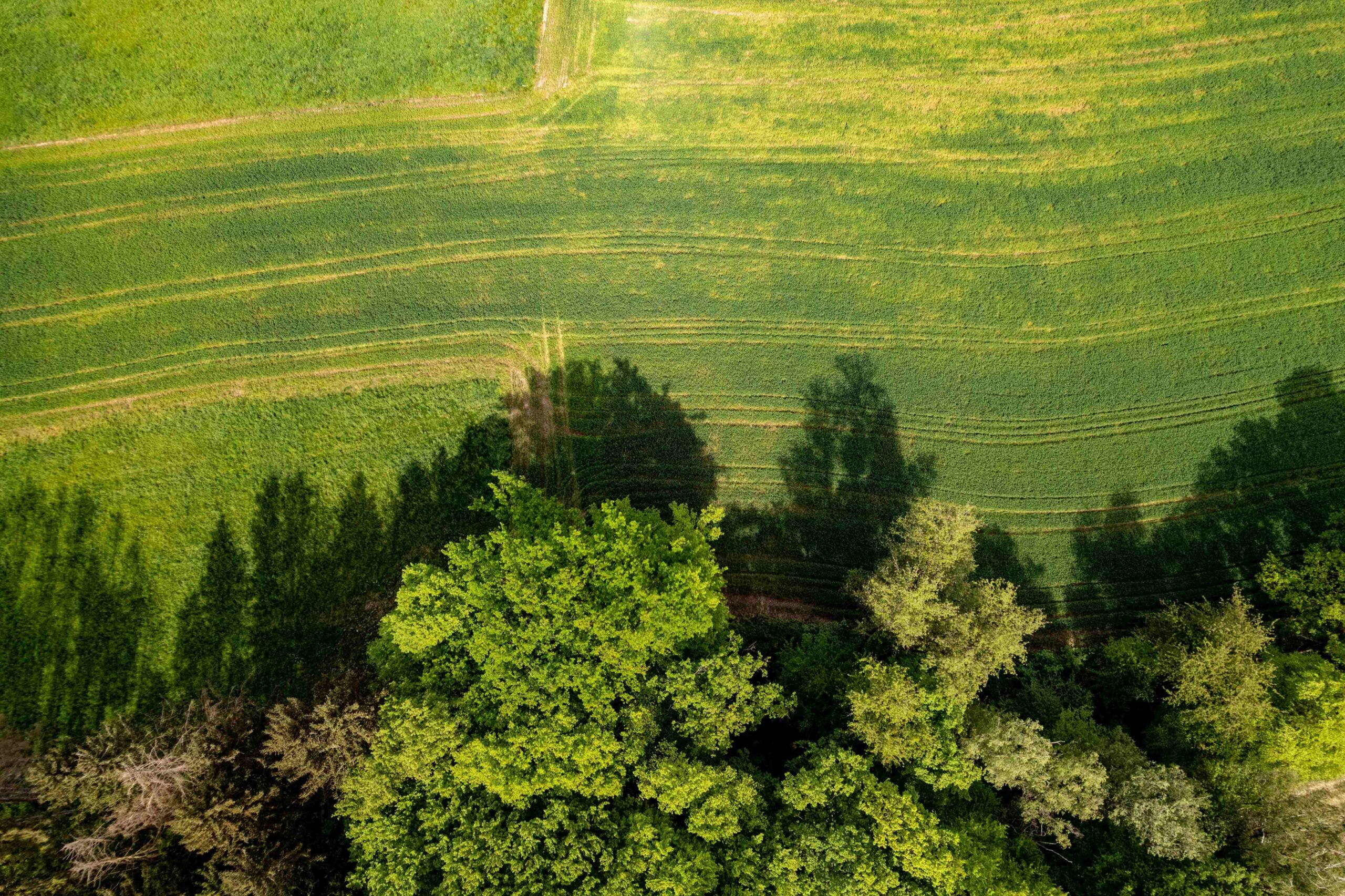 Aerial view of green fields and forest
