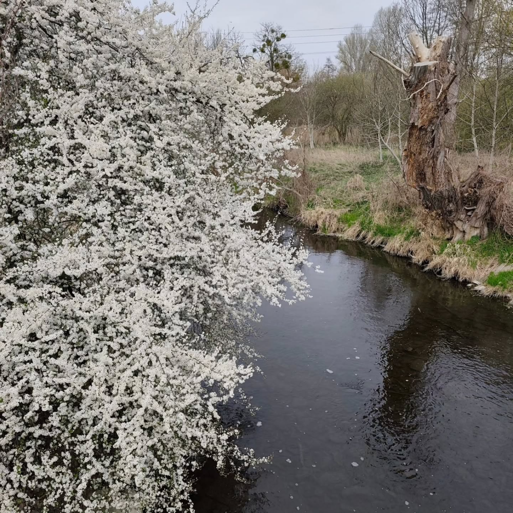 Spring anemones by the river